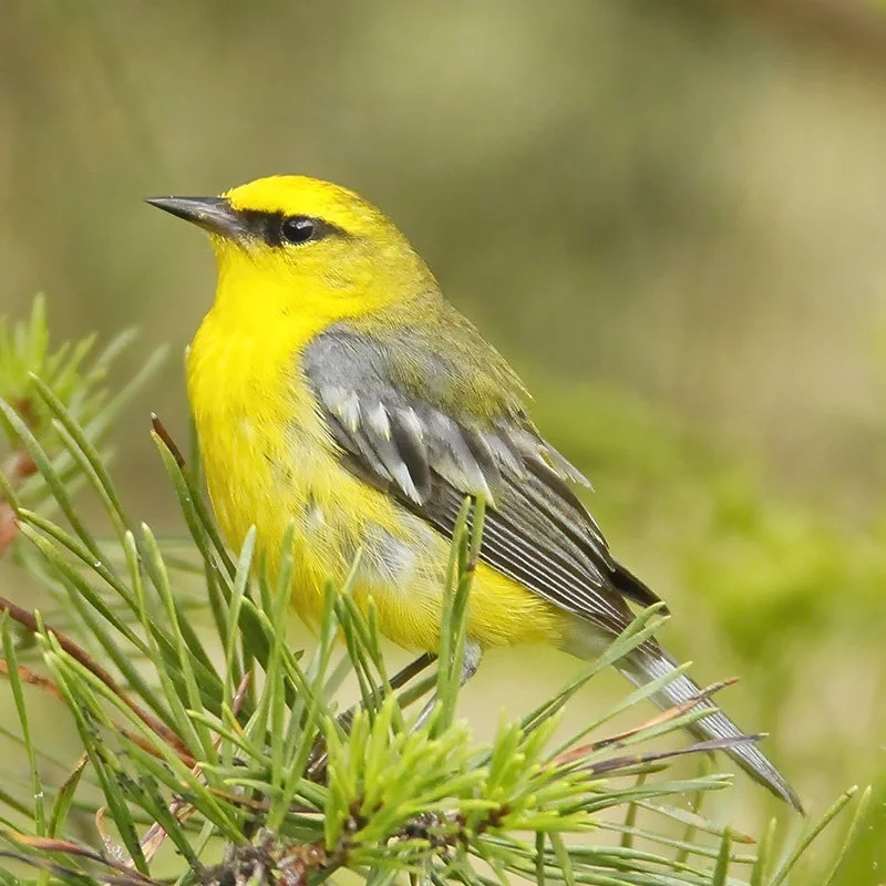 Birdwatching in the forests around LeafyLush